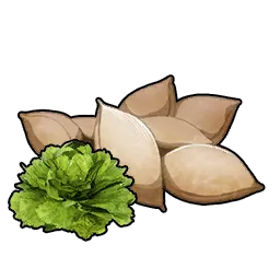 生菜种子