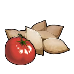 番茄种子