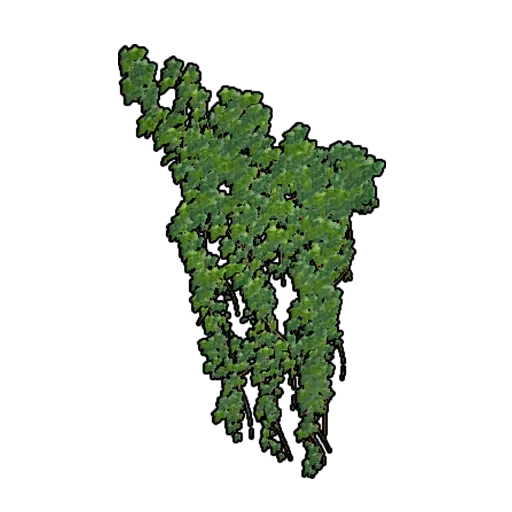 挂墙观叶植物套装